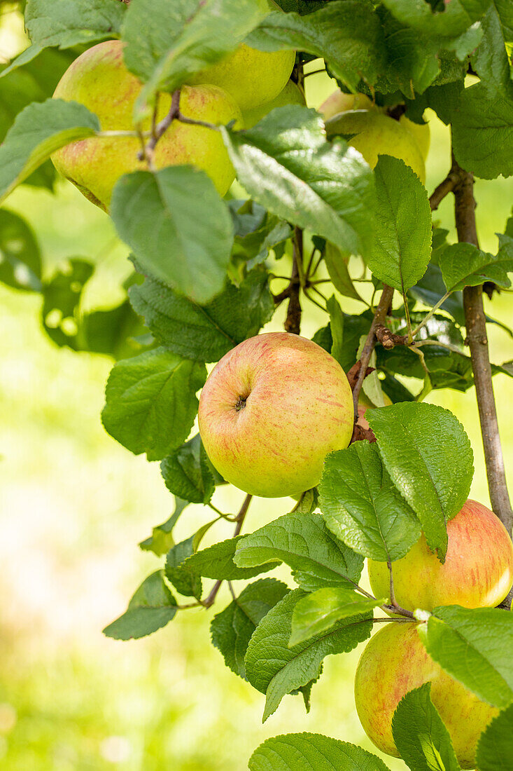 Malus domestica 'Roter Berlepsch' (Red Berlepsch)