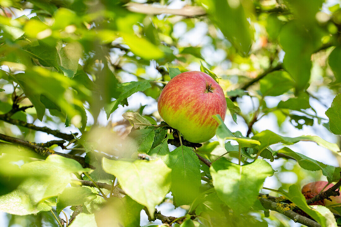 Malus 'Schöner von Herrnhut