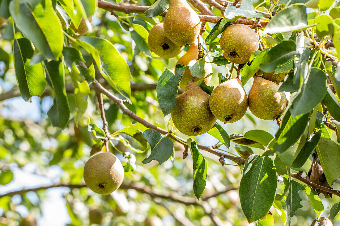 Pyrus communis 'Gute Luise' (Good Louise)