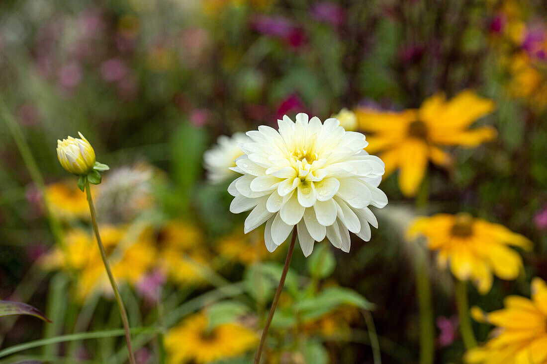 Dahlia Water lily, white