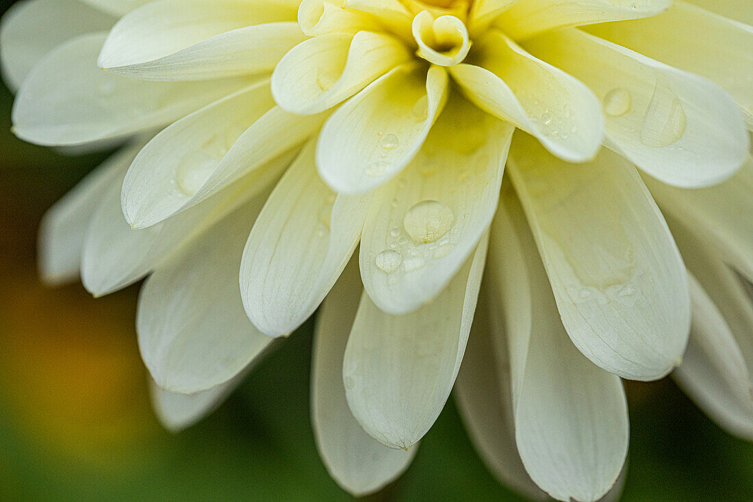 Dahlia Water-lily, white