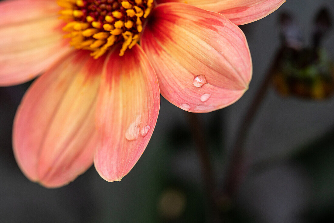 Dahlia