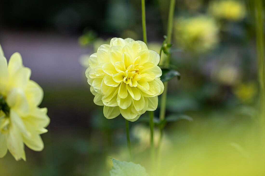 Dahlia 'Medusa