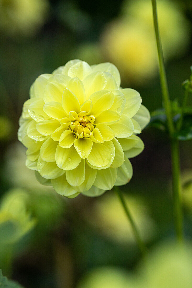 Dahlia 'Medusa'