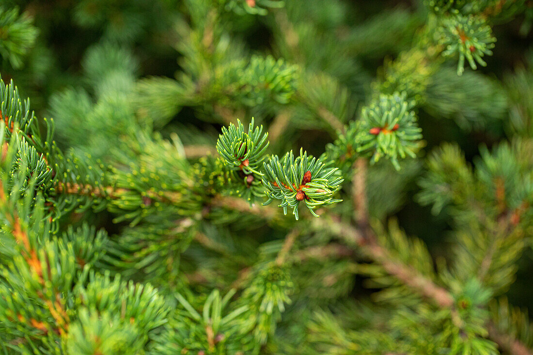 Picea pungens Lucky Strike