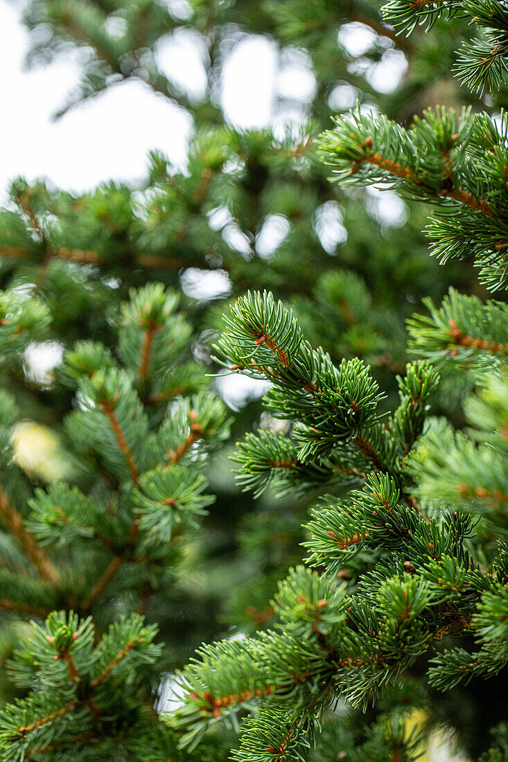 Picea pungens 'Lucky Strike'