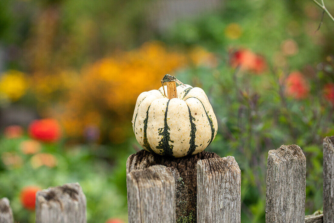 Pumpkins in the garden