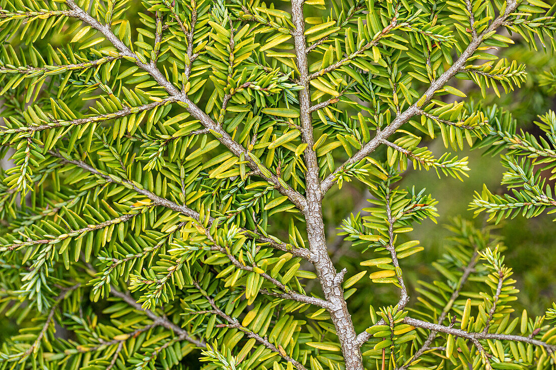 Tsuga canadensis 'Popelski'