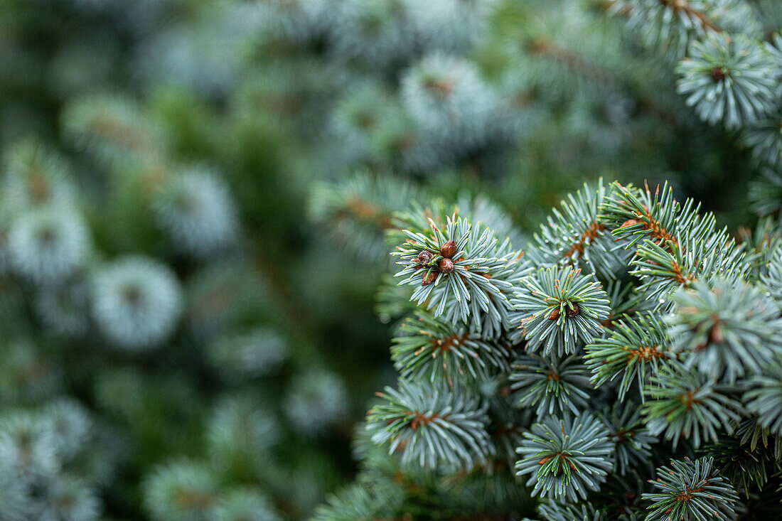 Picea sitchensis 'Silberzwerg' (Silver dwarf)