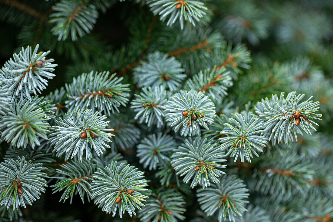 Picea sitchensis 'Silver Dwarf