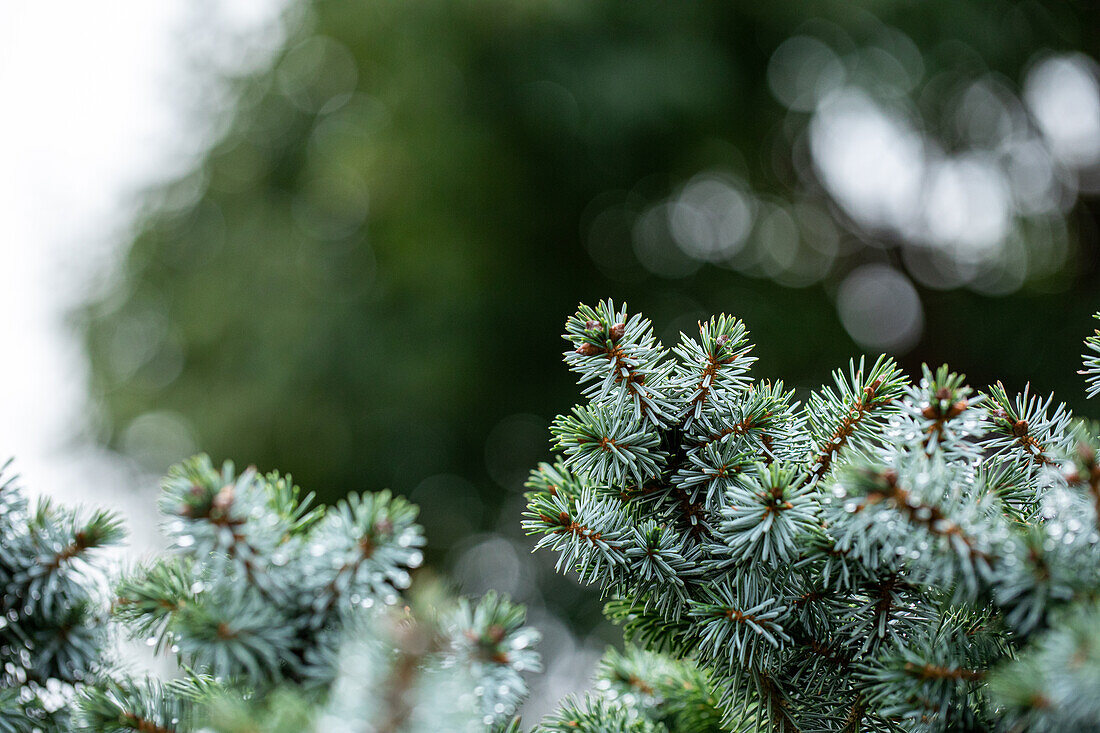 Picea sitchensis 'Silver Dwarf