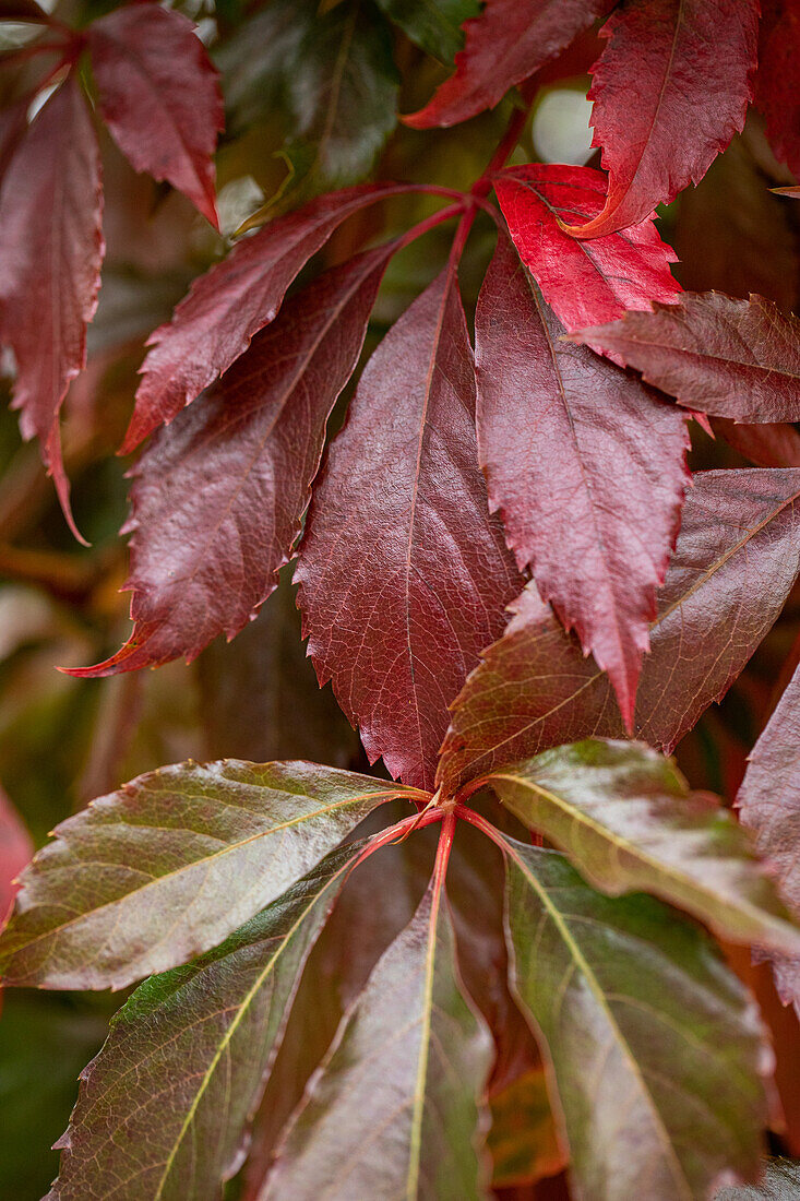 Parthenocissus quinquefolia 'Engelmannii'