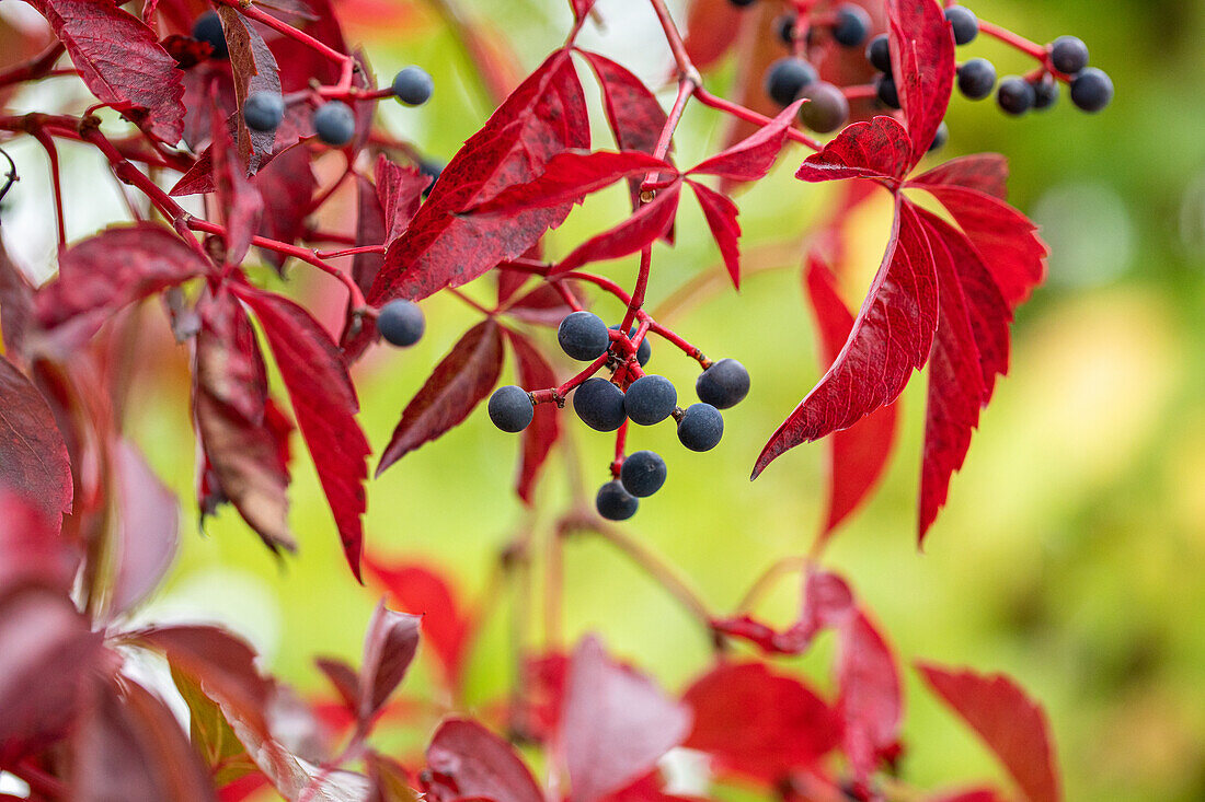 Parthenocissus quinquefolia 