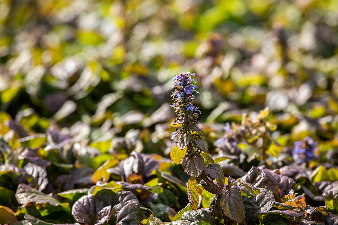 Ajuga reptans 'Braunherz' (brown heart)