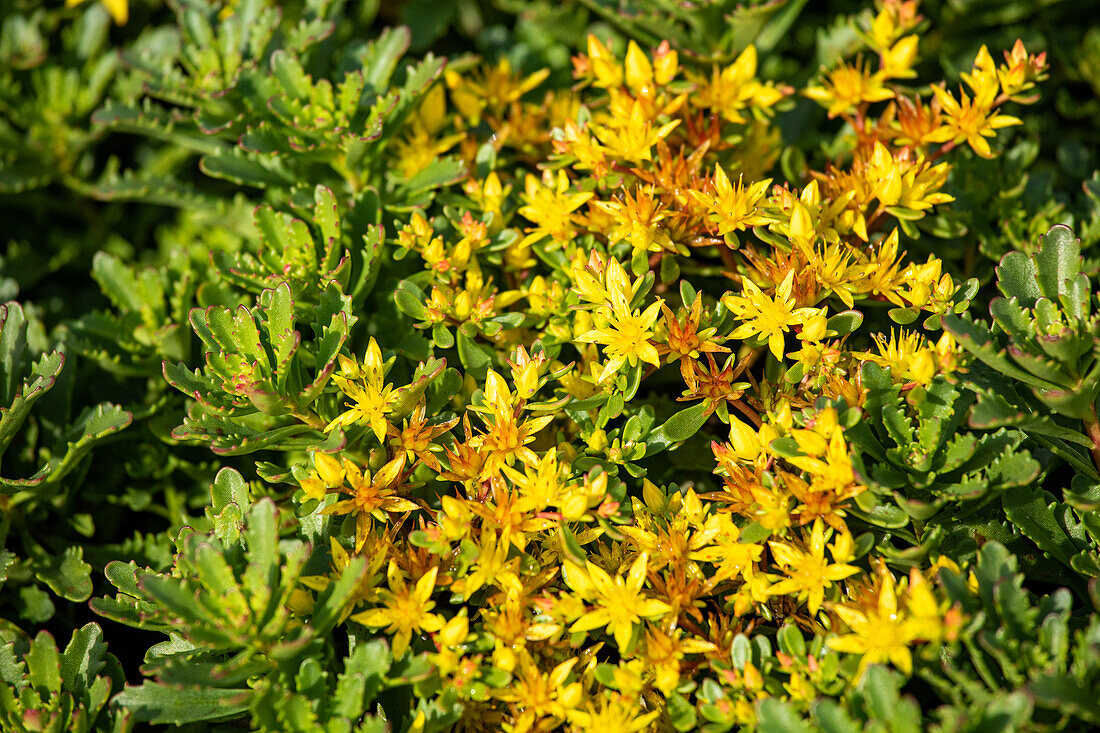 Sedum floriferum 'Weihenstephan Gold