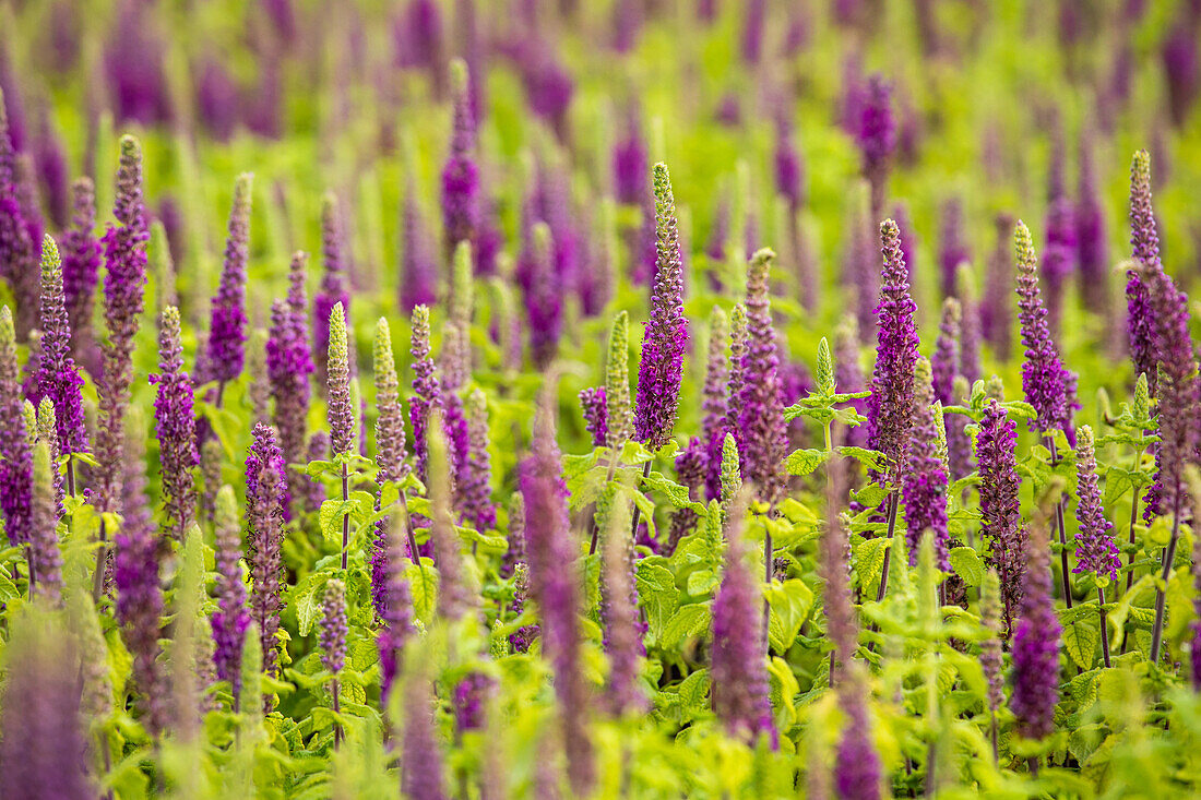 Teucrium x lucidrys