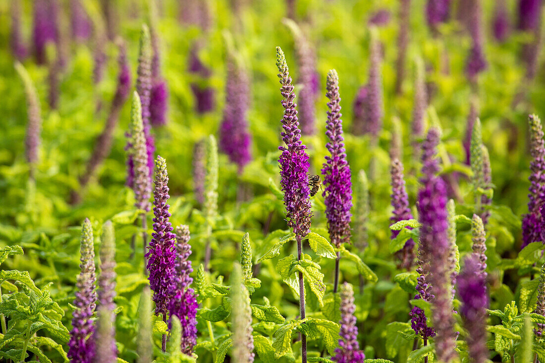 Teucrium x lucidrys