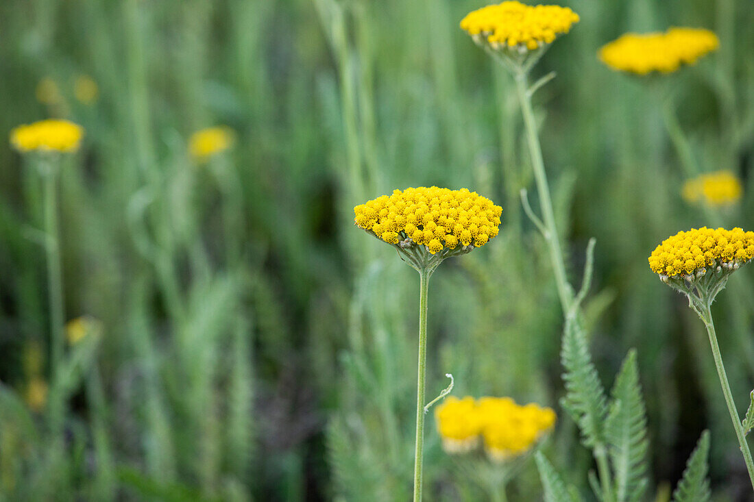 Achillea filipendulina Coronation Gold