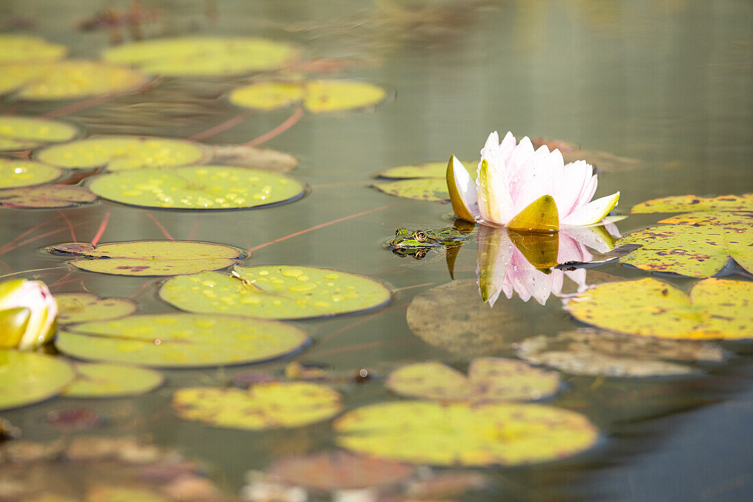 Nymphaea