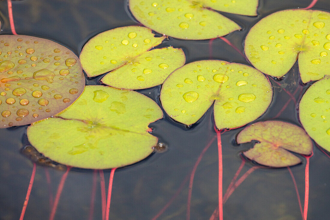 Nymphaea