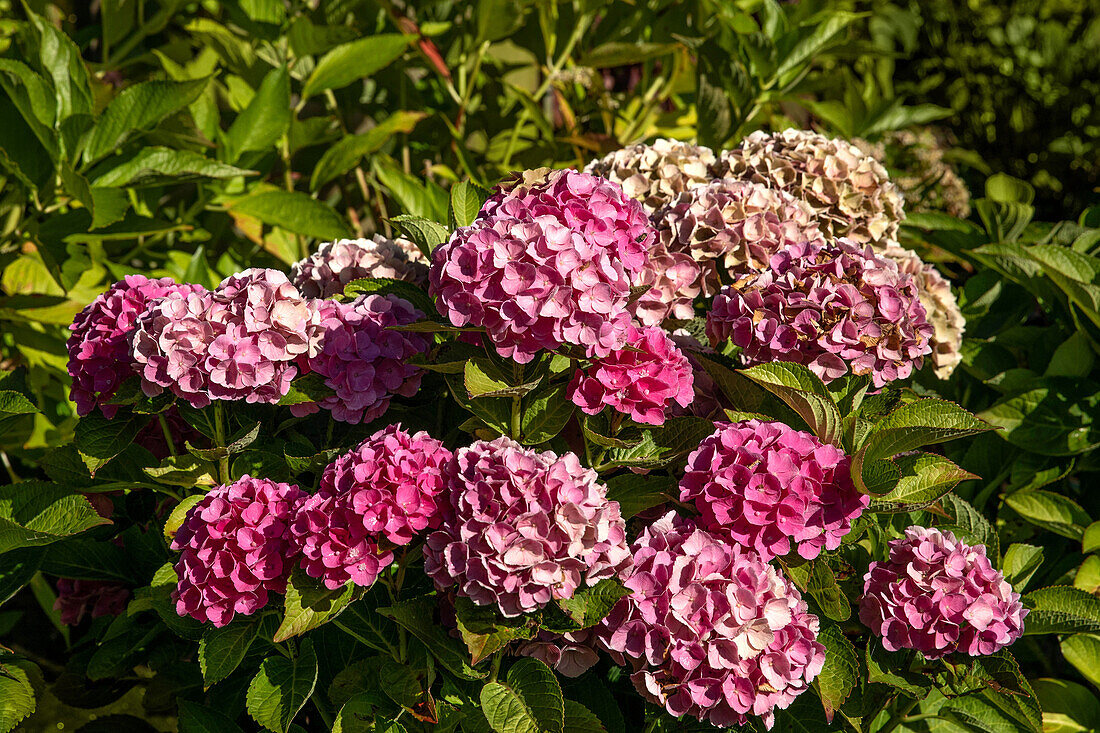 Verblühende Bauernhortensie