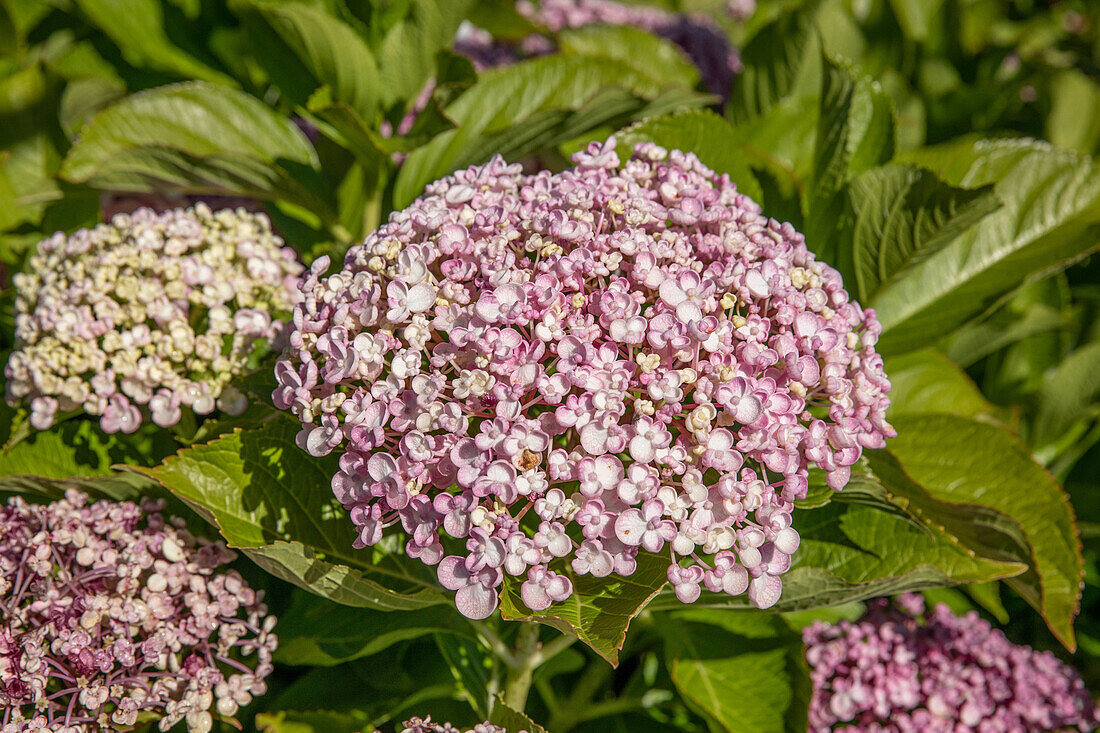 Hydrangea macrophylla, rosa