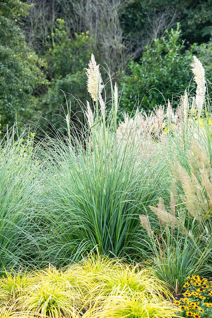 Cortaderia selloana