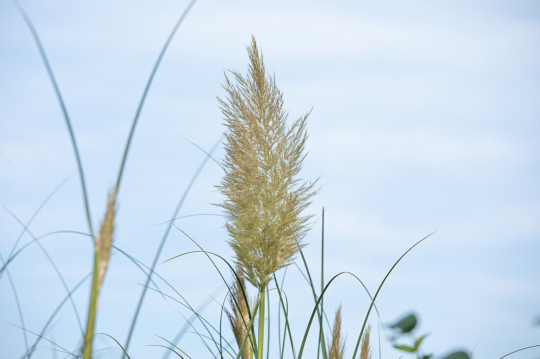 Cortaderia selloana