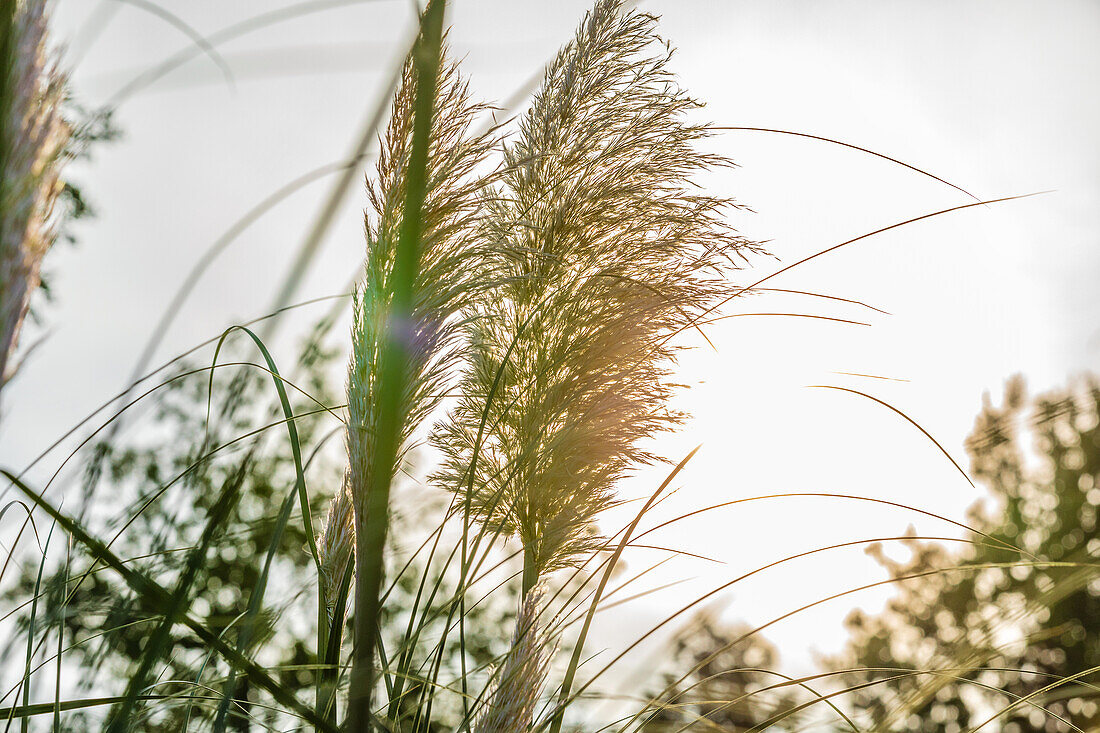 Cortaderia selloana