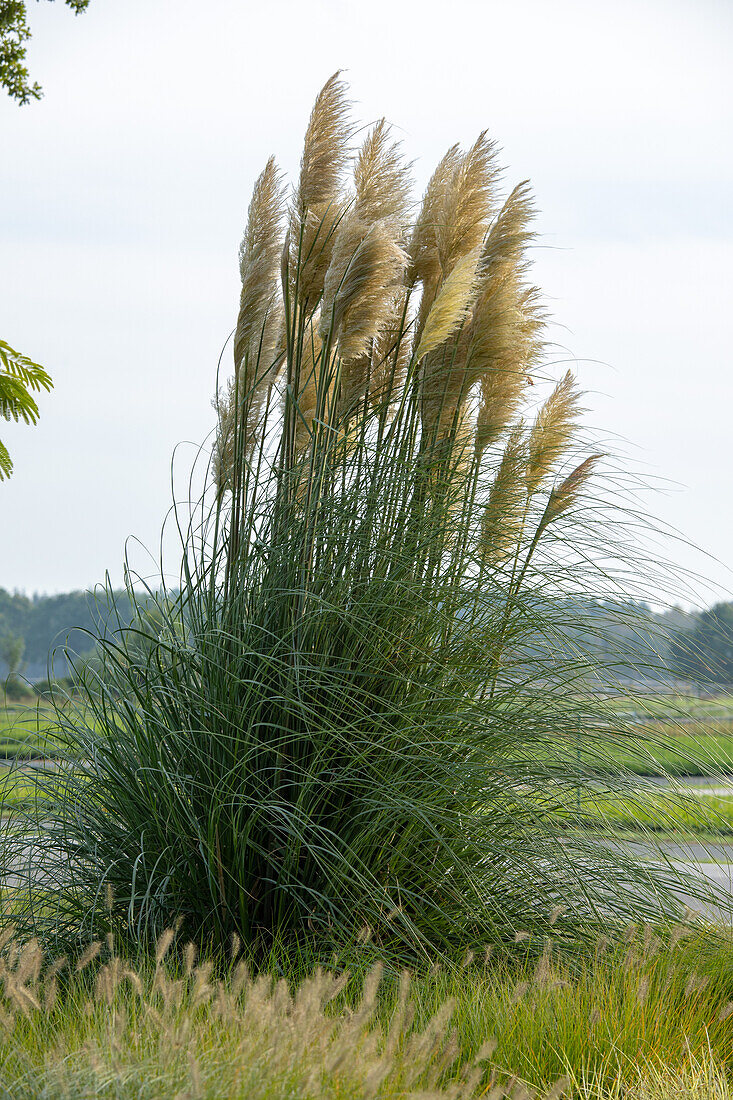 Cortaderia selloana