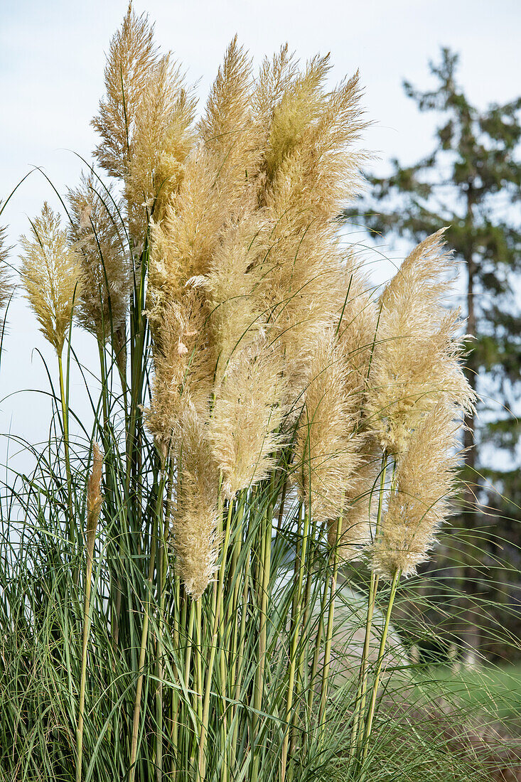 Cortaderia selloana