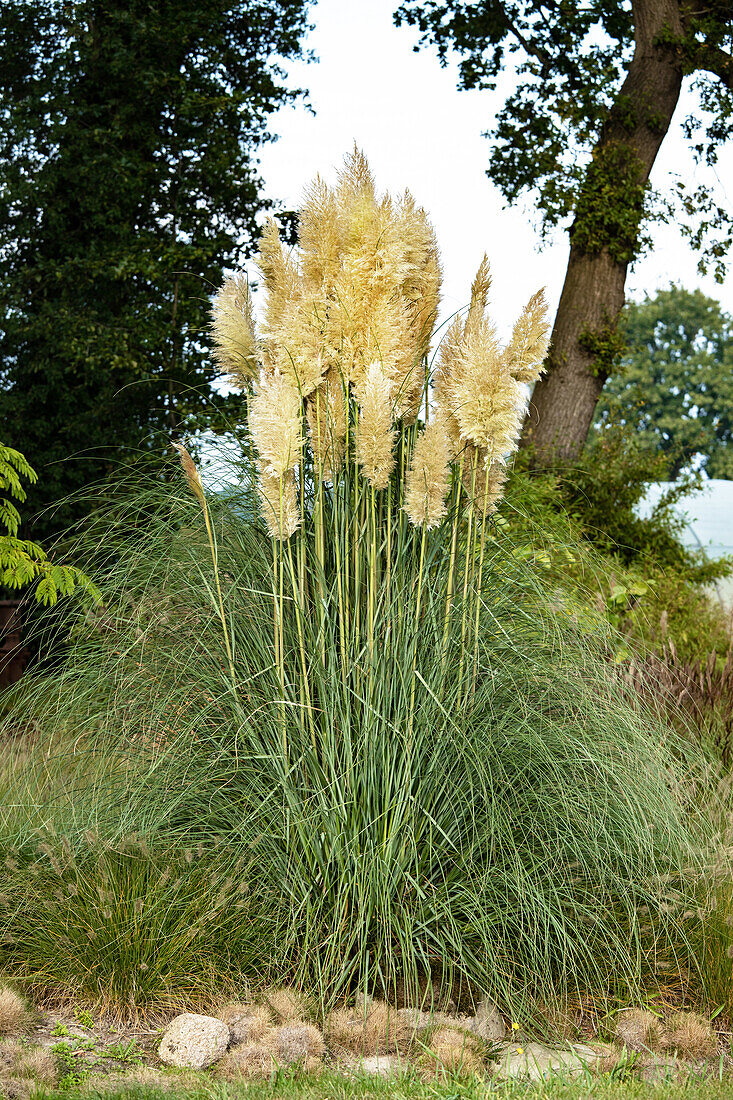 Cortaderia selloana