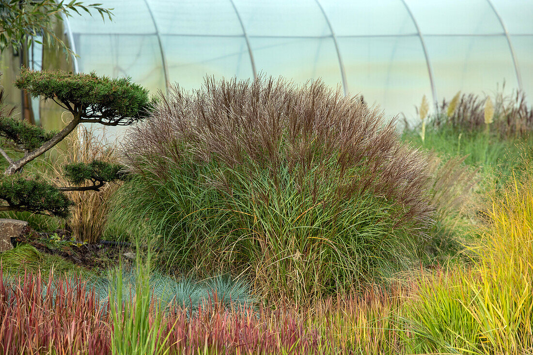 Miscanthus sinensis