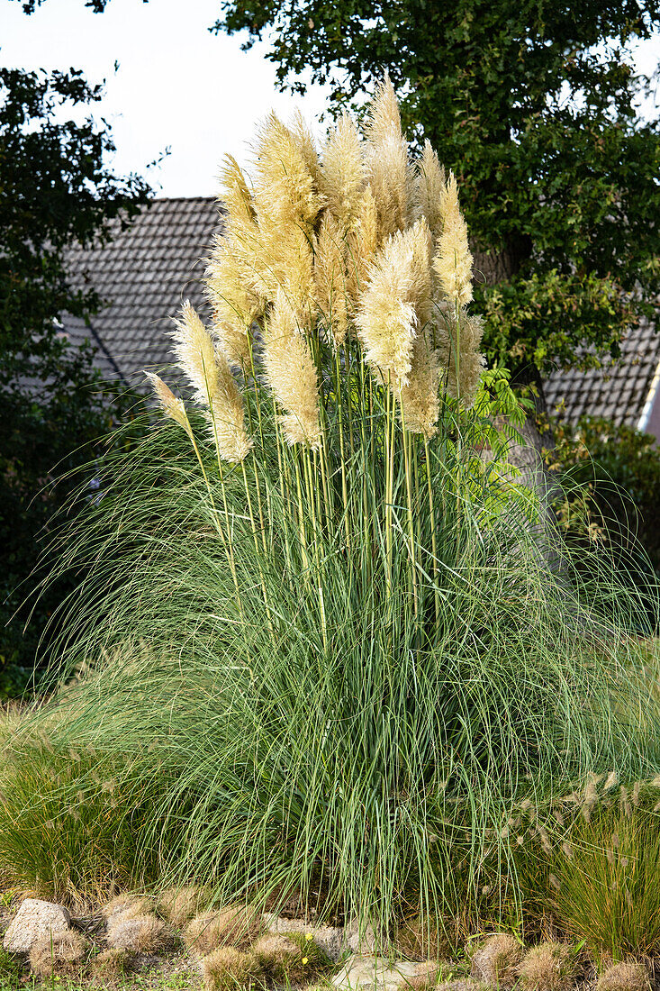 Cortaderia selloana