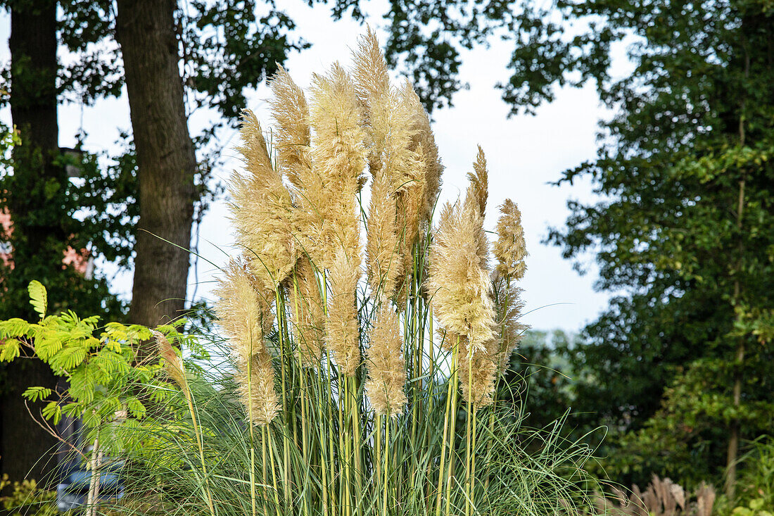 Cortaderia selloana