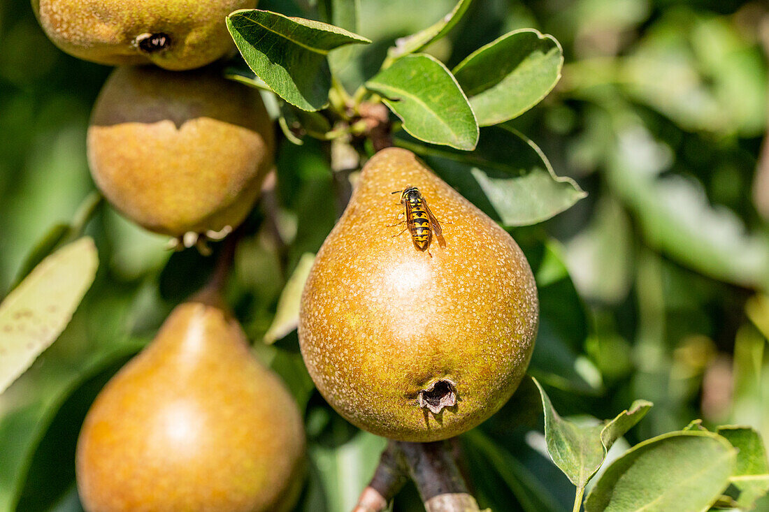 Wasp on pear