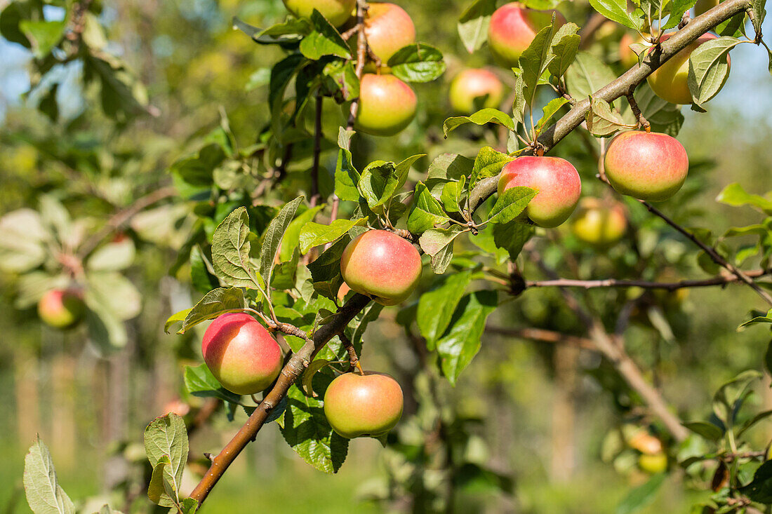 Malus domestica 'Goldrenette von Blenheim'.