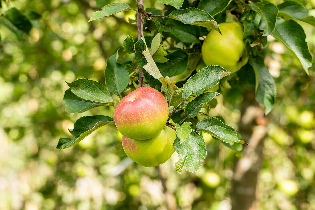 Malus domestica 'Weißer Winterkalvill'