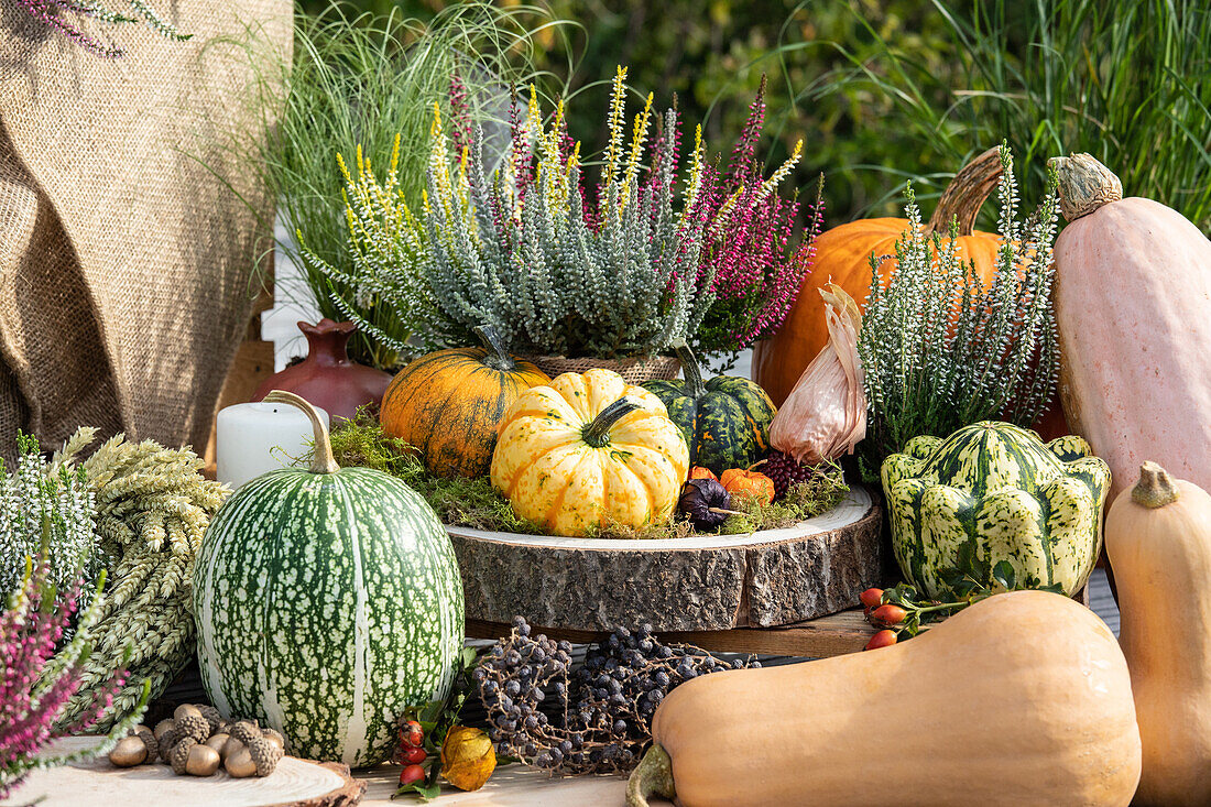 Herbstliche Dekoration mit Kürbissen und Heide