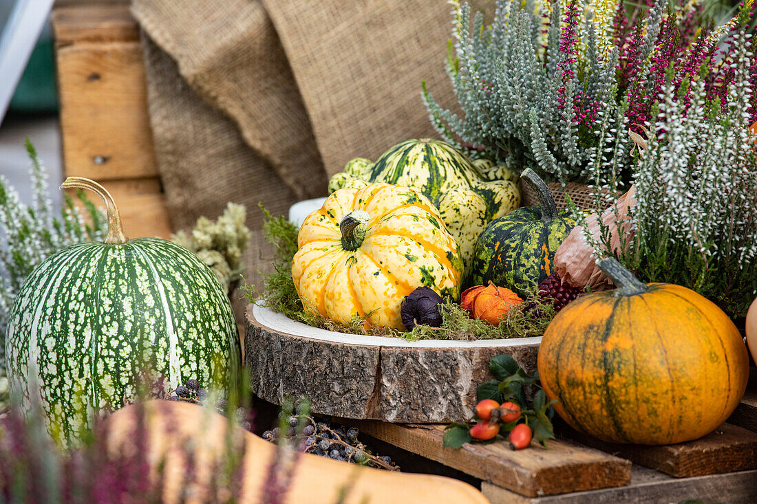 Autumn decoration with pumpkins and heather