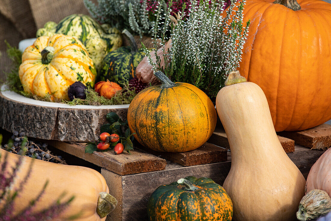 Autumn decoration with pumpkins and heather