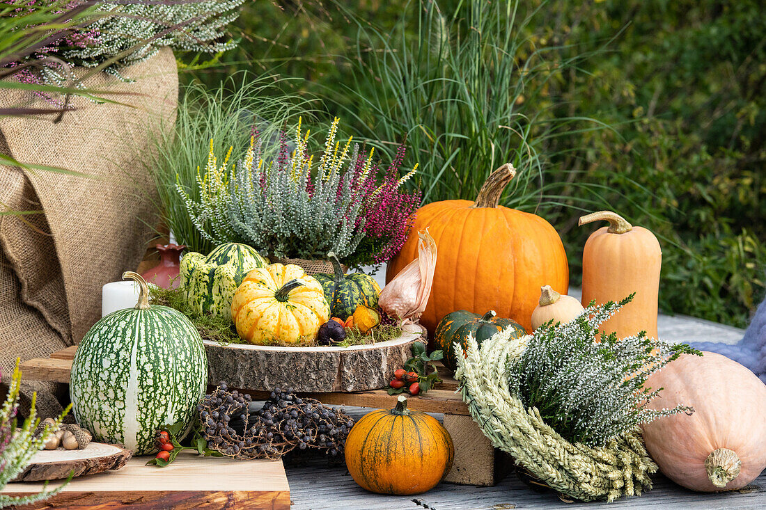 Herbstliche Dekoration mit Kürbissen und Heide