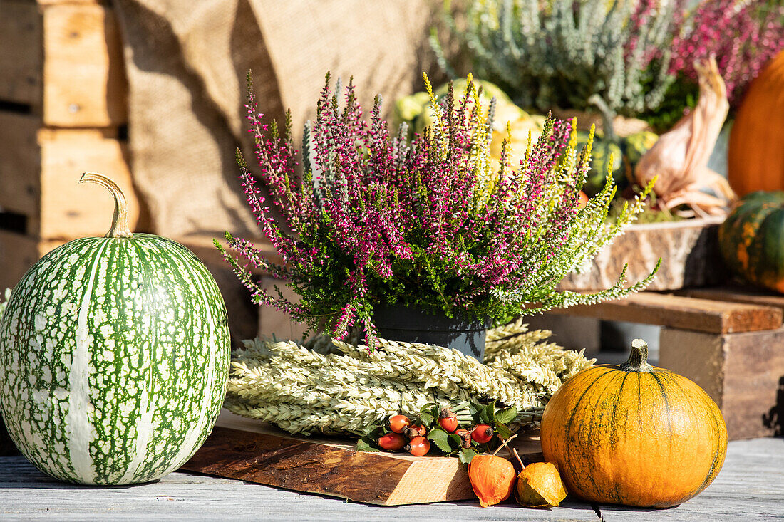 Heather autumn decorated