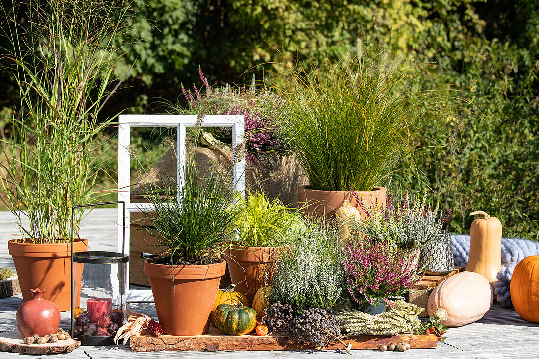 Autumnal ambience with heather and grasses