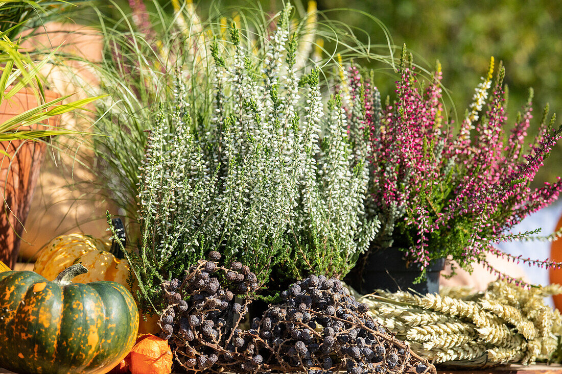 Heather in autumnal ambience