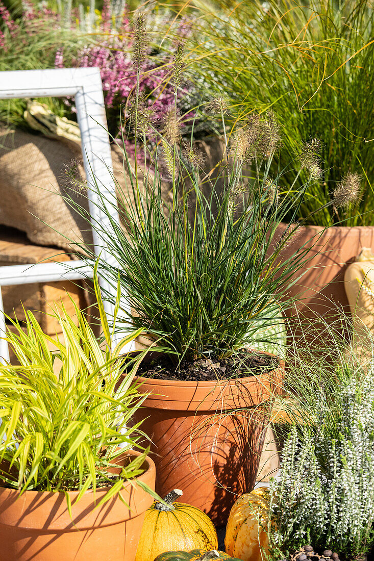 Grasses in autumnal ambience