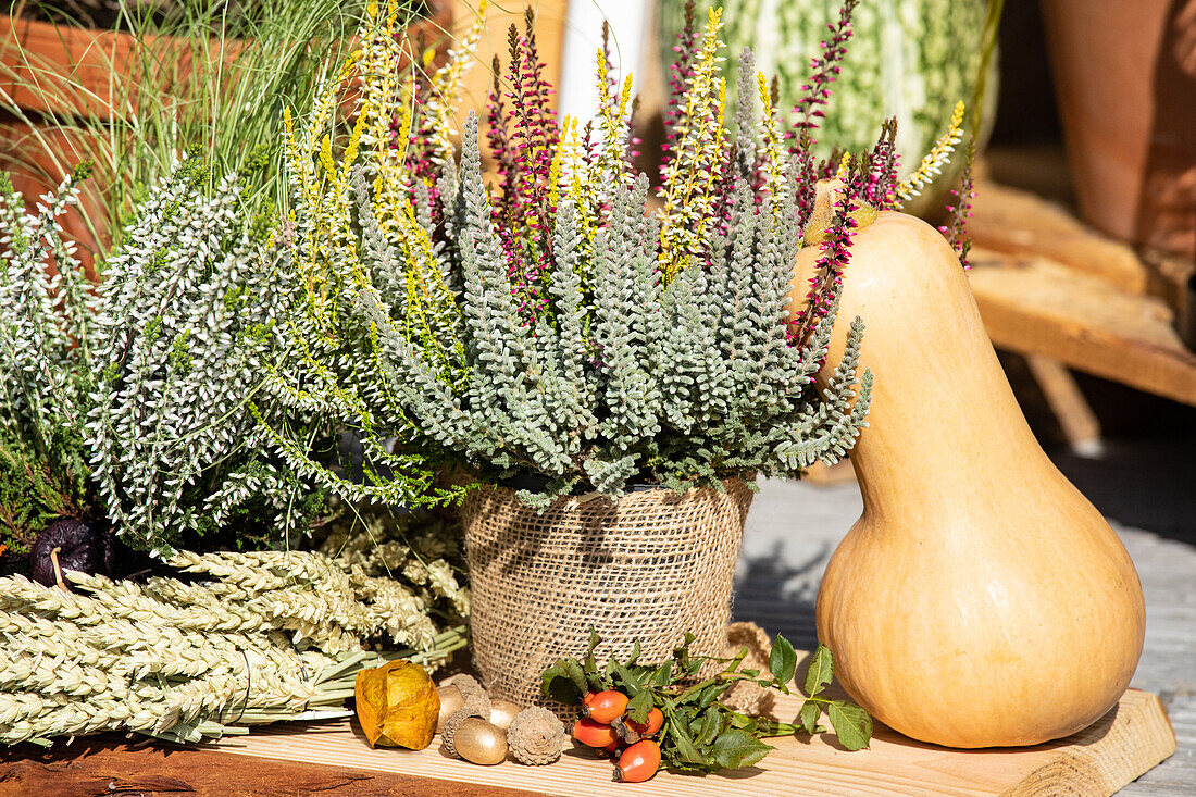 Herbstliche Dekoration mit Kürbissen und Heide