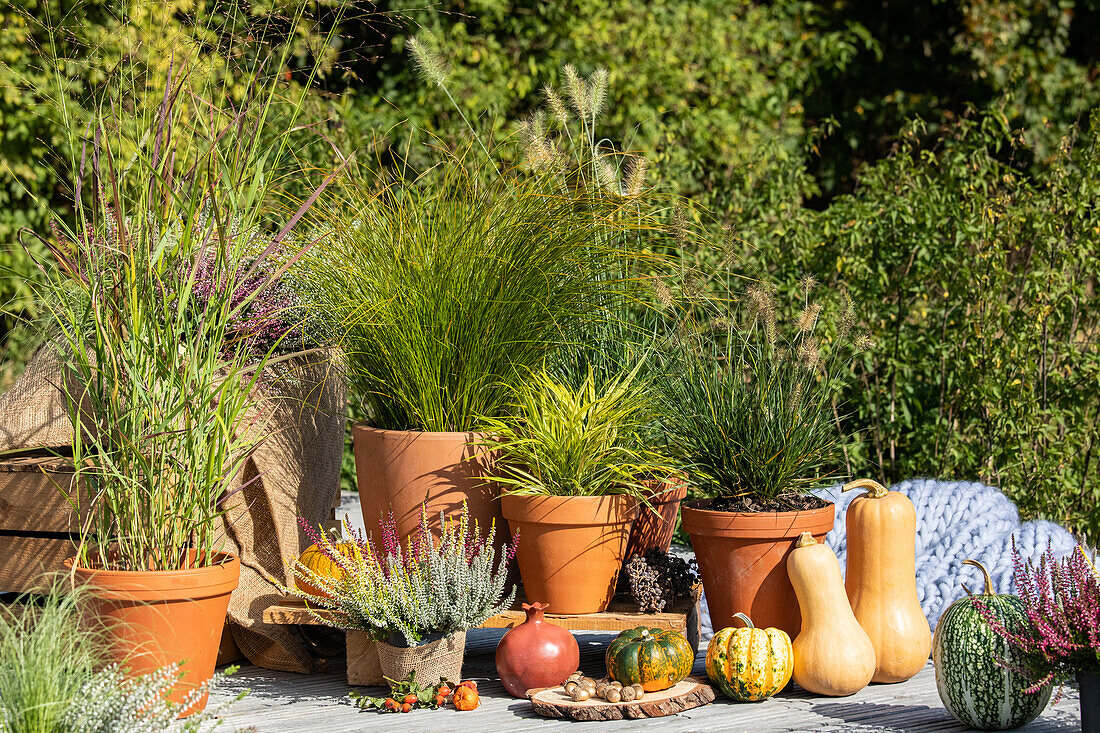 Gräser im herbstlichen Ambiente 