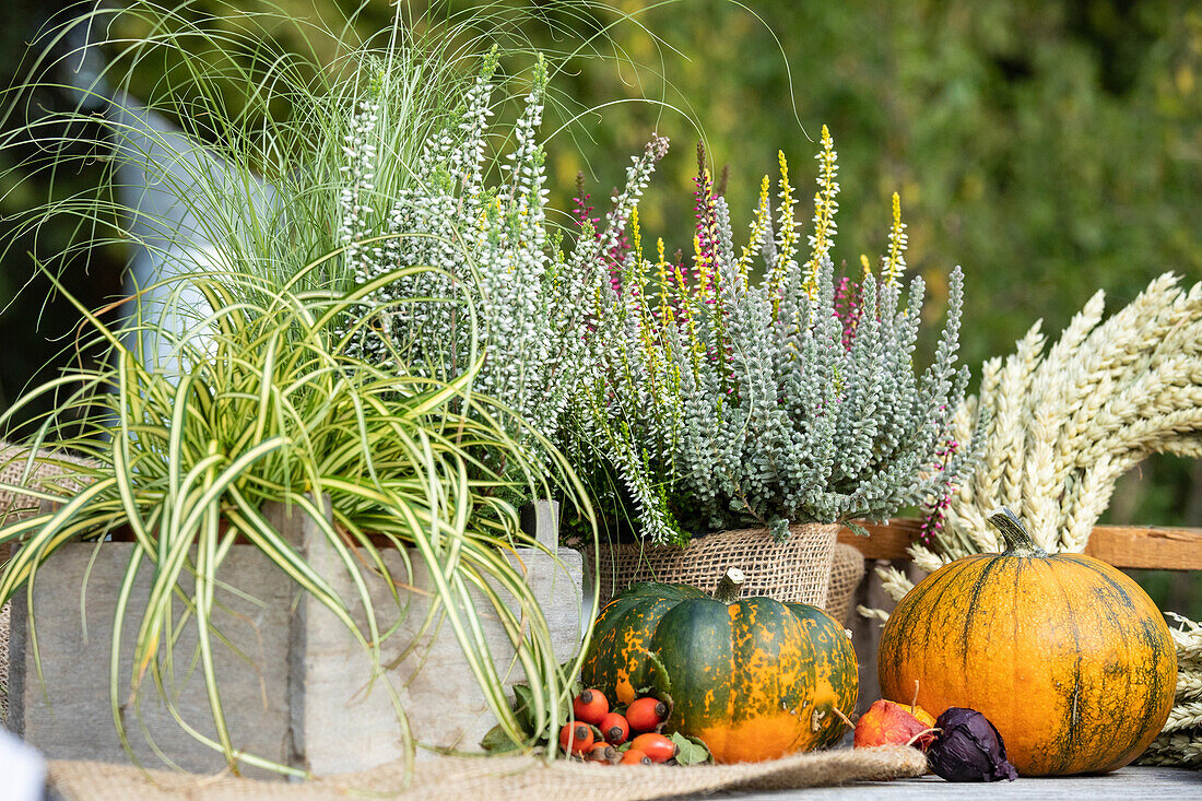 Herbstliches Ambiente mit Heide und Gräsern