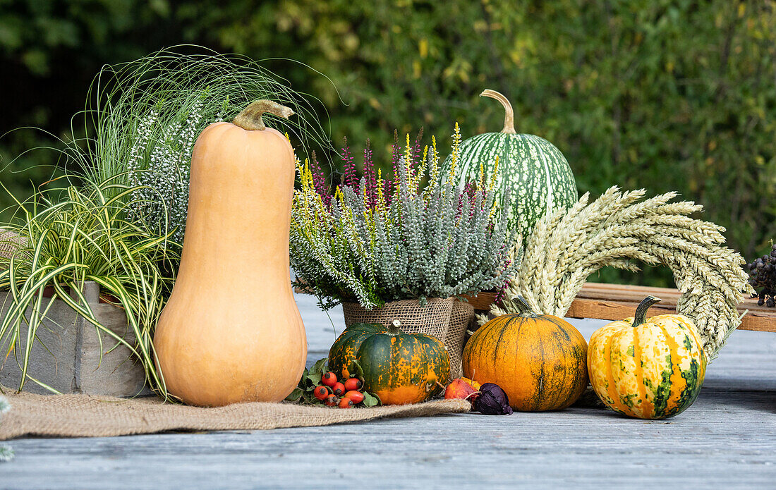 Herbstliches Ambiente mit Heide und Gräsern